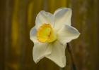 DSC 0001