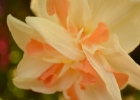 DSC 0087