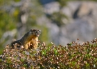 desolation wilderness26  tikka&#39;s friend