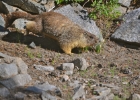 desolation wilderness27  tikka&#39;s friend