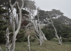 DSC 0635
