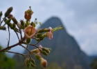peru machu 14